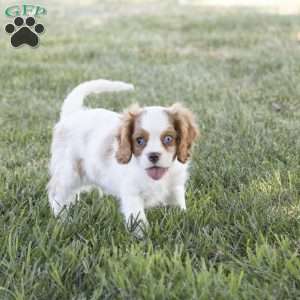 Clark, Cavalier King Charles Spaniel Puppy